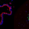 3D organoids and RNA sequencing reveal the crosstalk driving lung cell formation