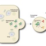 Cambridge scientists could improve the “balancing act” in cancer therapy