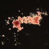 Family tree of blood production reveals hundreds of thousands of stem cells