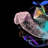 First cell map of developing human liver reveals how blood and immune system develop