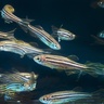 Fish research may hold the key to understanding childhood disease.