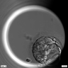 Genome editing reveals role of gene important for human embryo development