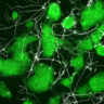 Sall4 controls differentiation of pluripotent cells independently of the NuRD complex