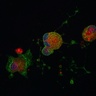 SCI researchers demonstrate first step towards mass produced platelets