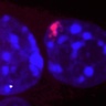 New stem cell research fundamentally changes our understanding of male and female early development 
