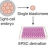 New type of stem cell line produced offers expanded potential for research and treatments