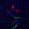 Rising Star: Cambridge Stem Cell Scientist awarded Young Investigator Award