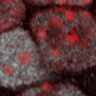 Stem cells know how to open up and unwind