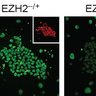 Controlling gene activity in human development