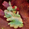 Scientists identify ‘cell of origin’ in skin cancers