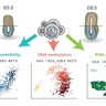 Single-cell analysis of the earliest cell fate decisions in development