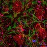 Spotlight on Stem Cells