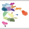 Uncovering the regulatory blueprint for early mammalian organ formation