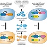 Enhanced CRISPR lets scientists explore all steps of health and disease in every cell type