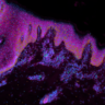 Image of cells