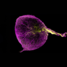Yolk sac image. Credit Megumi Inoue Institut de la Vision