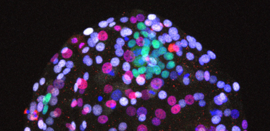 sheep blastocyst regenerated from an isolated inner cell mass sheep blastocyst regenerated from an isolated inner cell mass