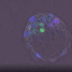 siRNA-treated ES cells 