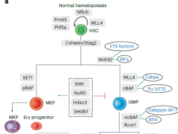 Figure 7 from Nature Genetics Paper 2023