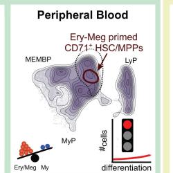 Graphical abstract