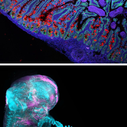 Images of different cell types