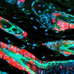 Stem cell function and stress response are controlled by protein synthesis