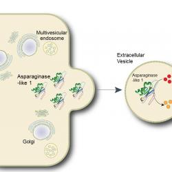 Cambridge scientists could improve the “balancing act” in cancer therapy