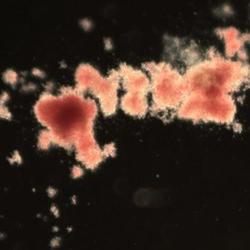 Family tree of blood production reveals hundreds of thousands of stem cells