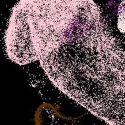 First cell map of developing human liver reveals how blood and immune system develop