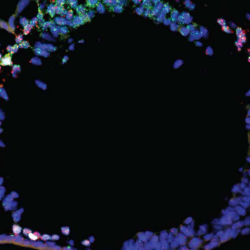 Matters of the heart: scientists reveal how stem cells drive cardiac development & growth