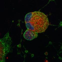 SCI researchers demonstrate first step towards mass produced platelets