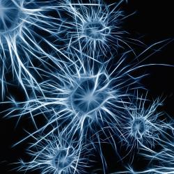 New Research on Brain Structure Highlights Cells Linked to Alzheimer's and Autism