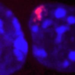 New stem cell research fundamentally changes our understanding of male and female early development 