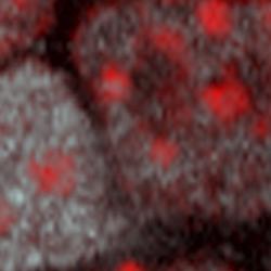 Stem cells know how to open up and unwind