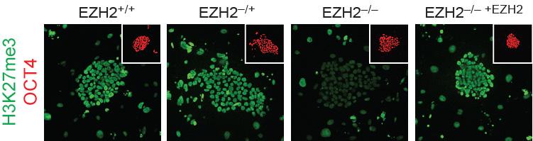 Controlling gene activity in human development