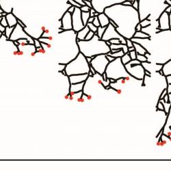 Scientists reveal the beautiful simplicity underlying branching patterns 