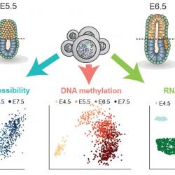 Single-cell analysis of the earliest cell fate decisions in development