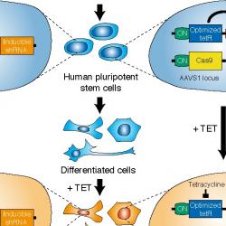 Enhanced CRISPR lets scientists explore all steps of health and disease in every cell type