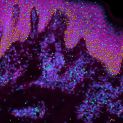Image of cells