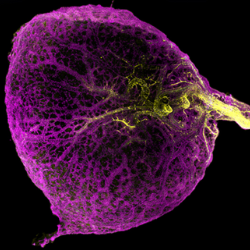 Yolk sac image. Credit Megumi Inoue Institut de la Vision