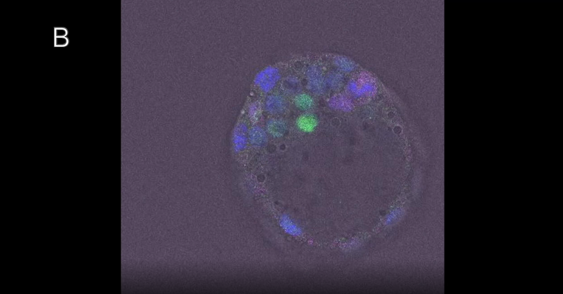 siRNA-treated ES cells siRNA-treated ES cells