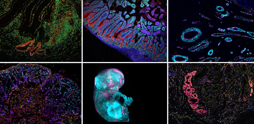 Images of different cell types Images of different cell types