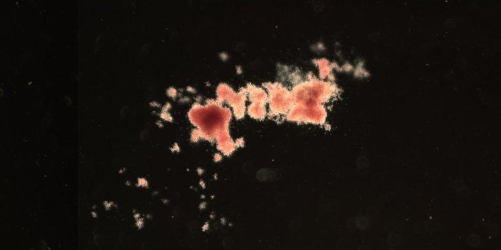 Family tree of blood production reveals hundreds of thousands of stem cells. Credit: Kent lab Family tree of blood production reveals hundreds of thousands of stem cells