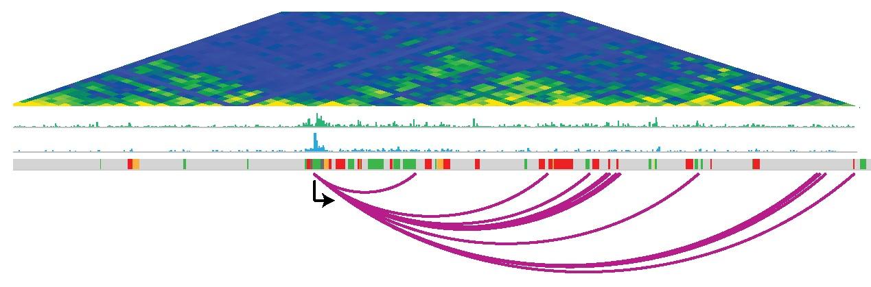 The connections (arcs) mapped between the SOX2 gene (black arrow) and its potential control switch regions in human embryonic stem cells. Image credit: Freire-Pritchett and Schoenfelder et al. Genome rewiring during neural cell development