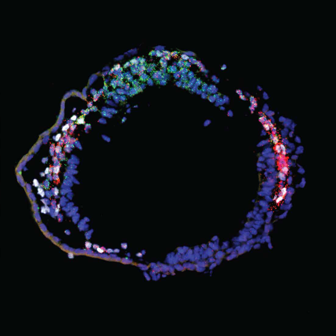 Cell staining can be used to detect the newly defined heart progenitor populations in early mouse embryos. Matters of the heart: scientists reveal how stem cells drive cardiac development & growth