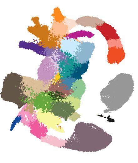 Molecular Map: Each dot represents a single cell in the developing embryo. The dots are coloured based on which major cell type they represent. Credit: B. Pijuan-Sala Establishing the Molecular Blueprint of Early Embryo Development