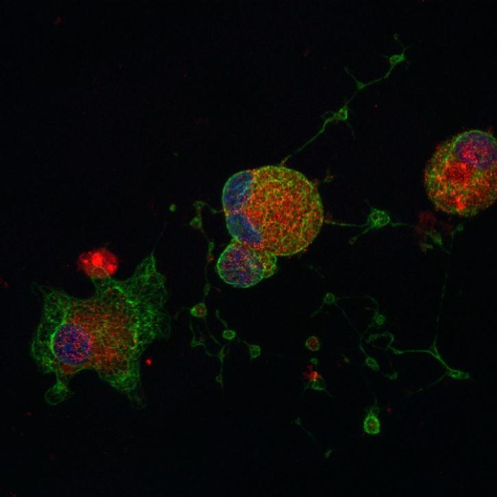 SCI researchers demonstrate first step towards mass produced platelets