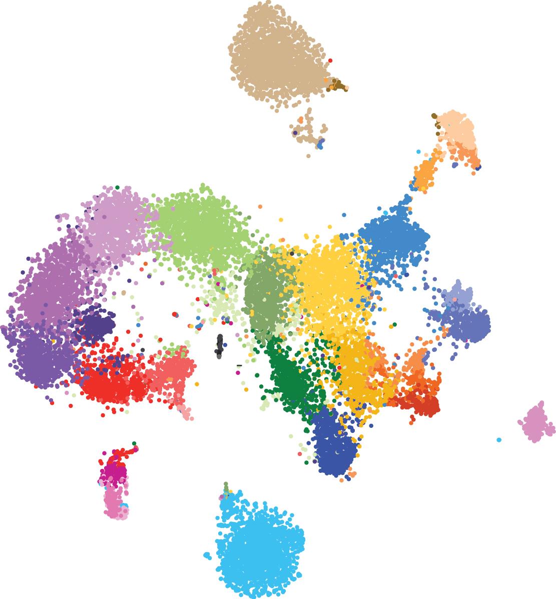 ‘Cell Map’ of early mammalian development. Each circle represents a single cell in the developing embryo. Cells with similar genetic activity are close to each other and are coloured based on which major cell type they belong to. New ‘cell map’ reveals intricate details of mammalian development