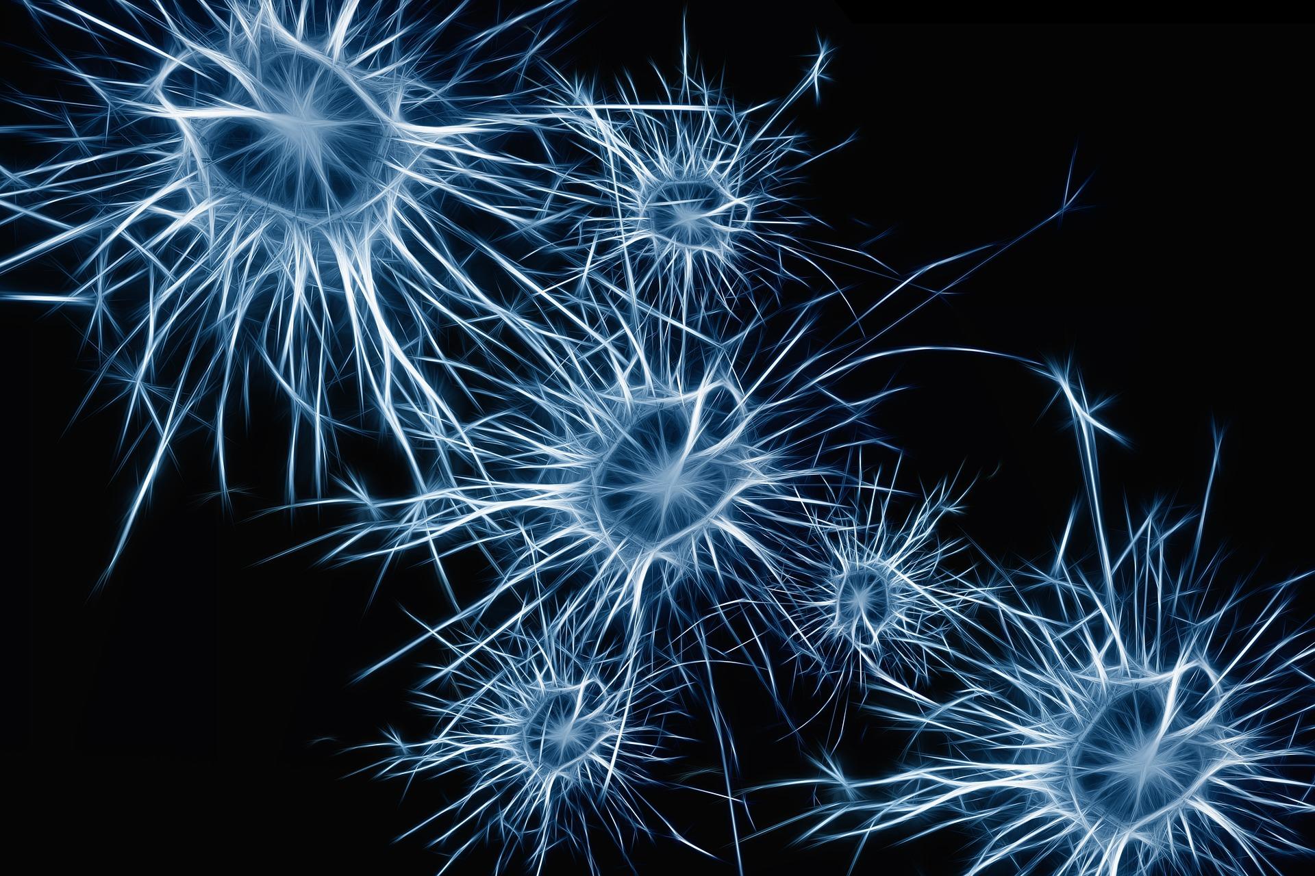 New Research on Brain Structure Highlights Cells Linked to Alzheimer's and Autism