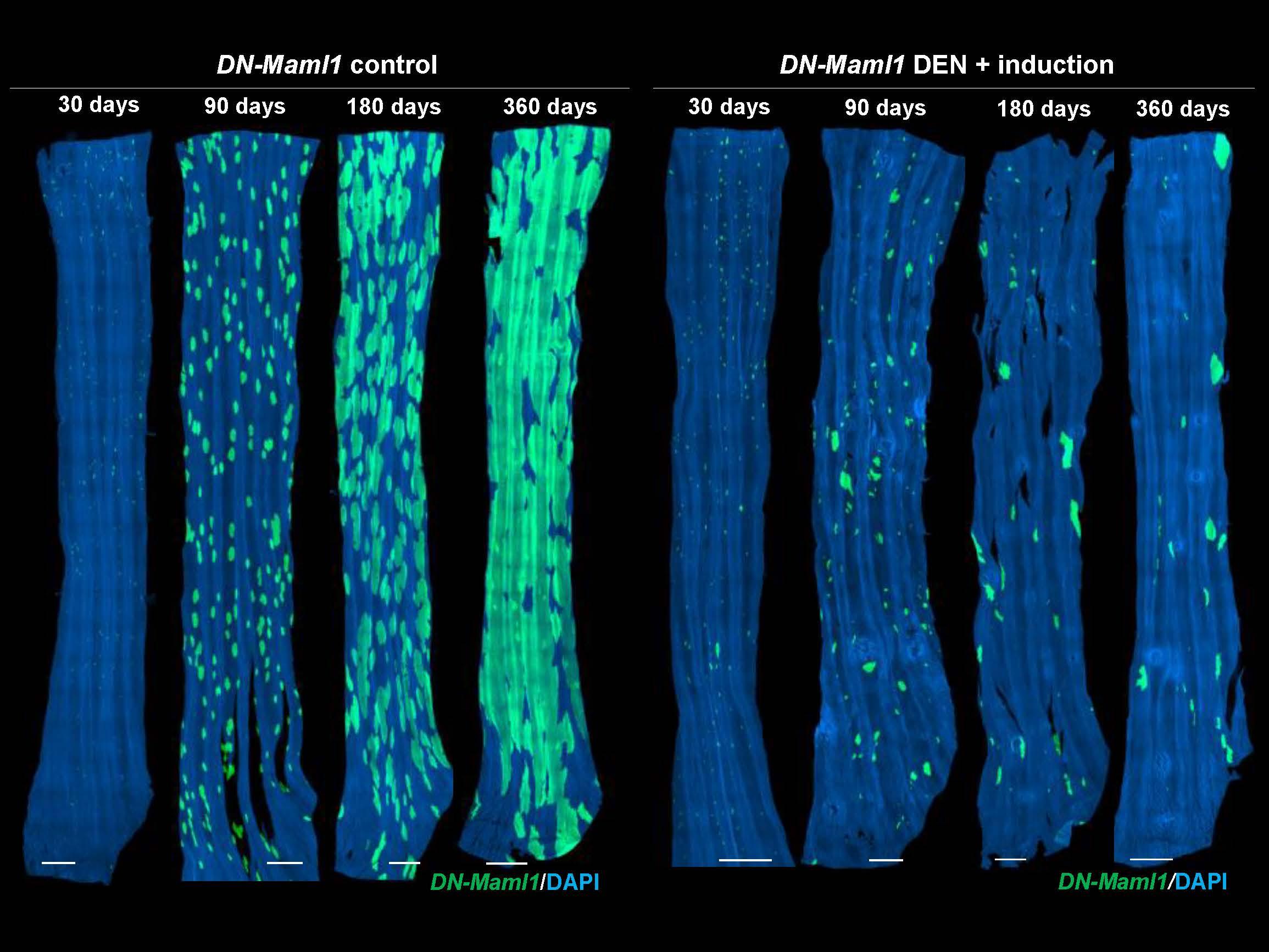 Confocal images of control (left) and mutagen treated (right) esophageal epithelium. Credit: Dr Bartomeu Colom. Potentially cancerous cells kept in check by competitive neighbours, study of oesophagus finds
